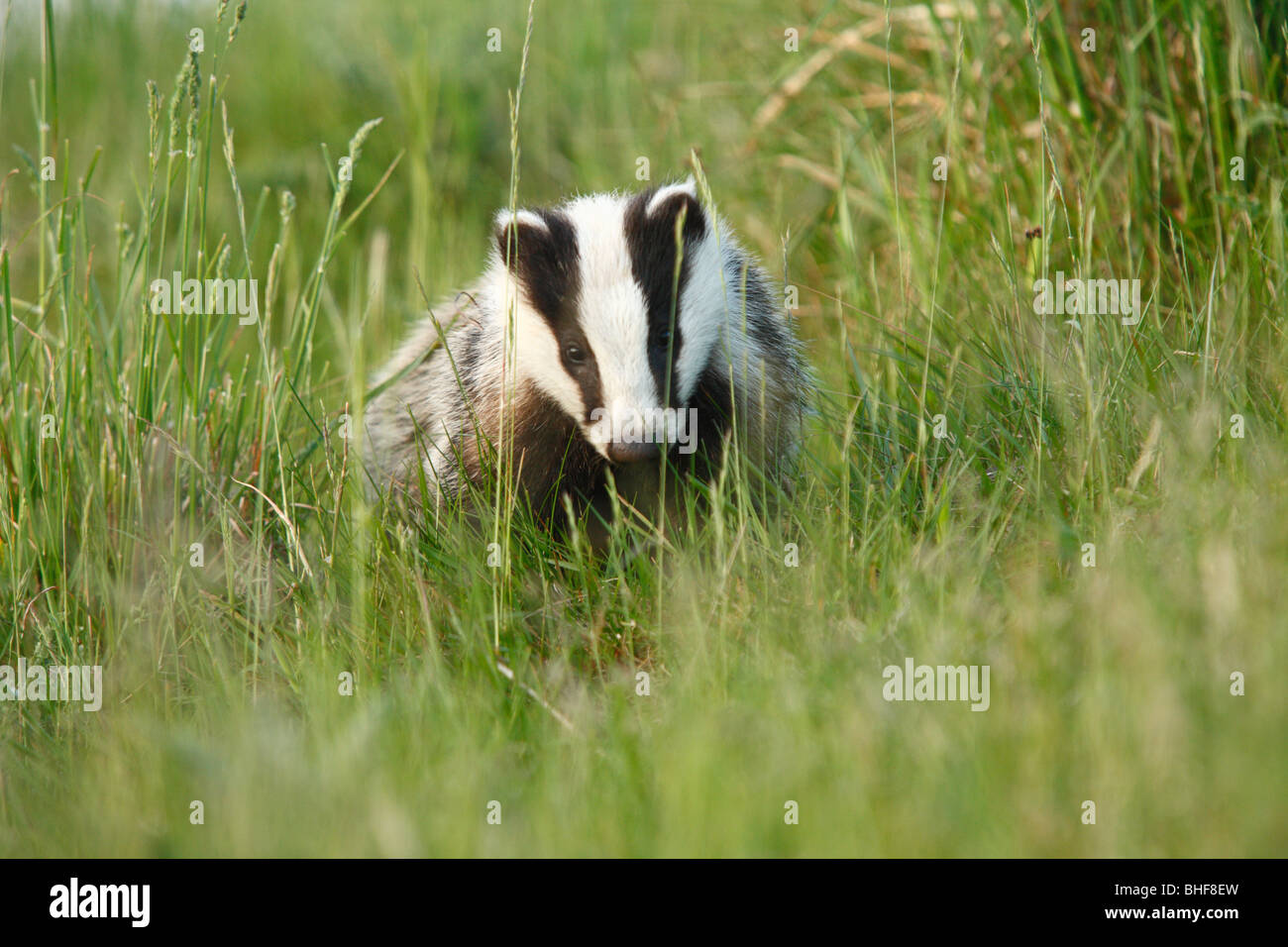 Eurasian Badger (Meles meles) young adult female foraging during the evening in grassland on an Organic farm. Powys, Wales. Stock Photo