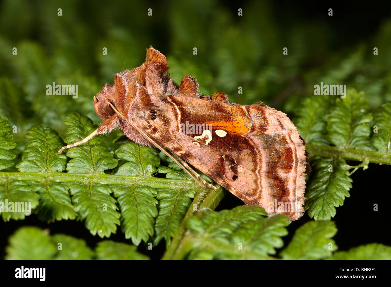 Beautiful Golden Y moth (Autographa pulchrina). Powys, Wales. Stock Photo