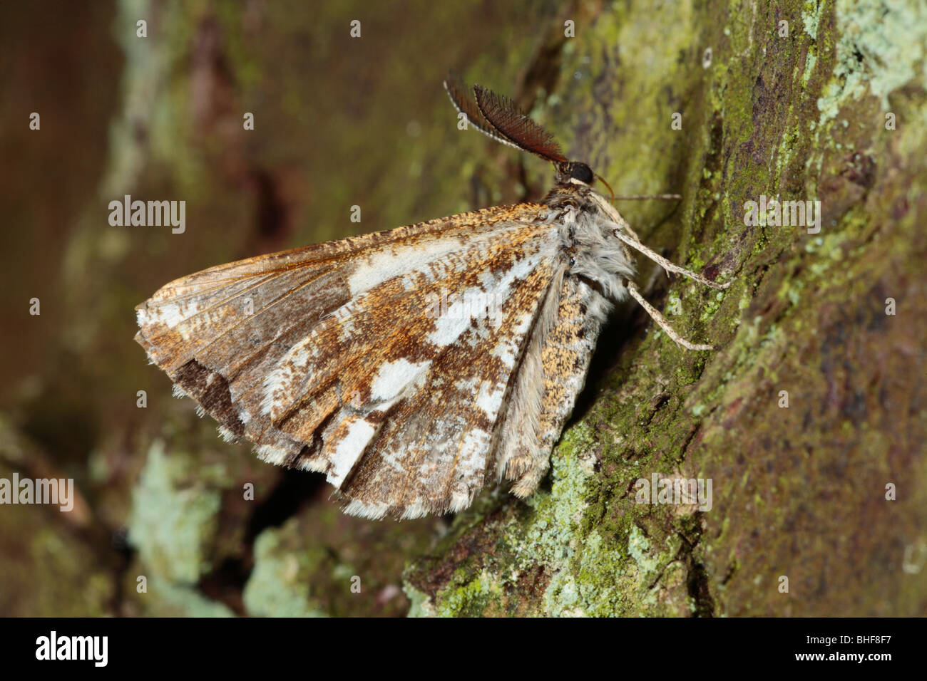 Male Bordered White moth (Bupalus piniaria). Powys, Wales. Stock Photo