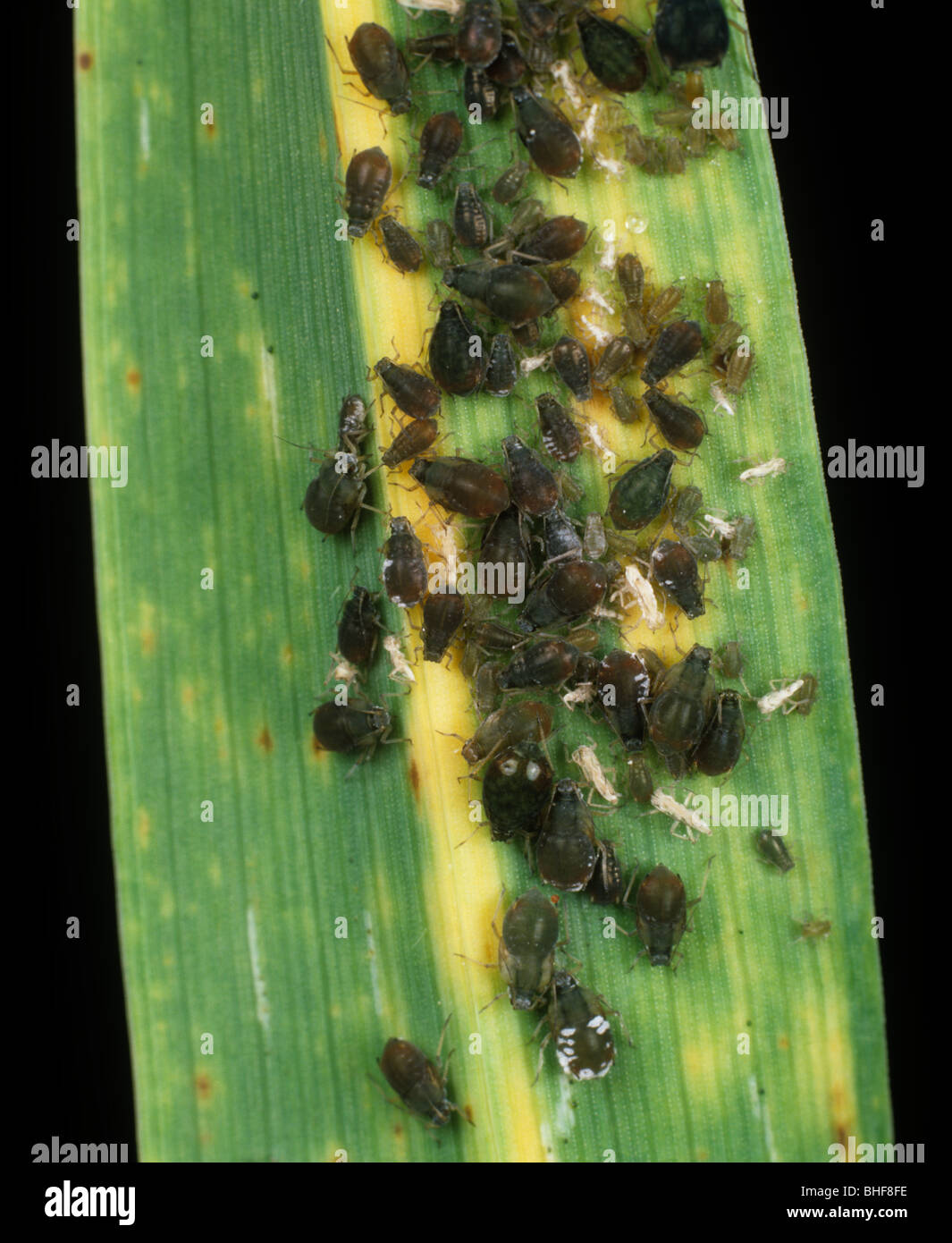 Bird cherry aphid (Rhopalosiphum padi) colony on a wheat leaf Stock Photo