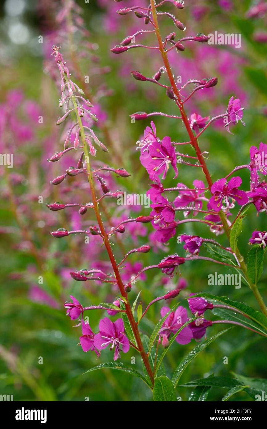 Flowers of Rose-bay Willow-herb (Epilobium angustifolium) in the rain. Powys, Wales. Stock Photo