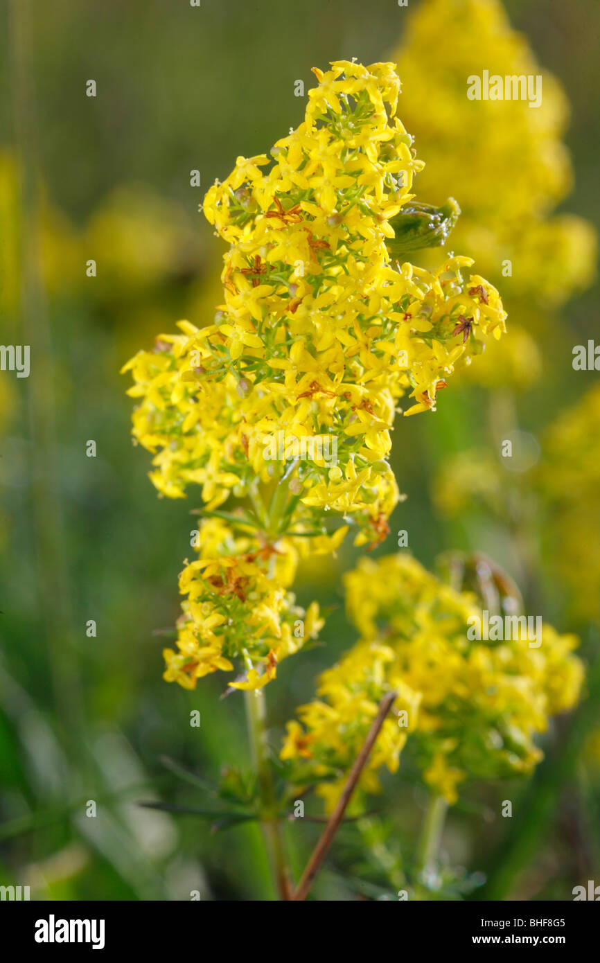 Flowers of Lady's Bedstraw (Galium verum). Cumbria, England. Stock Photo