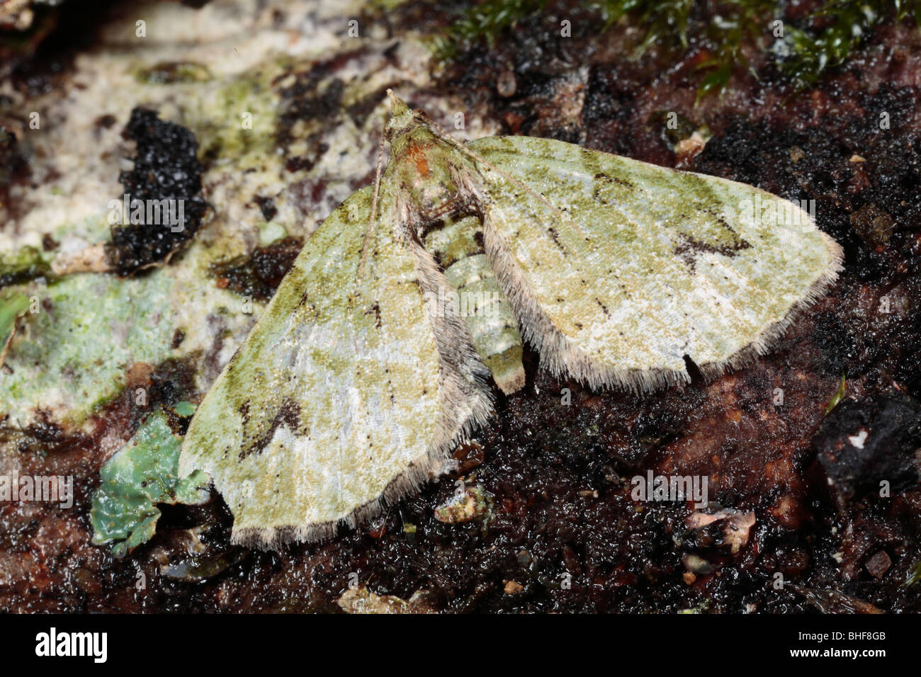 V-Pug moth (Chloroclystis v-ata). Powys, Wales. Stock Photo