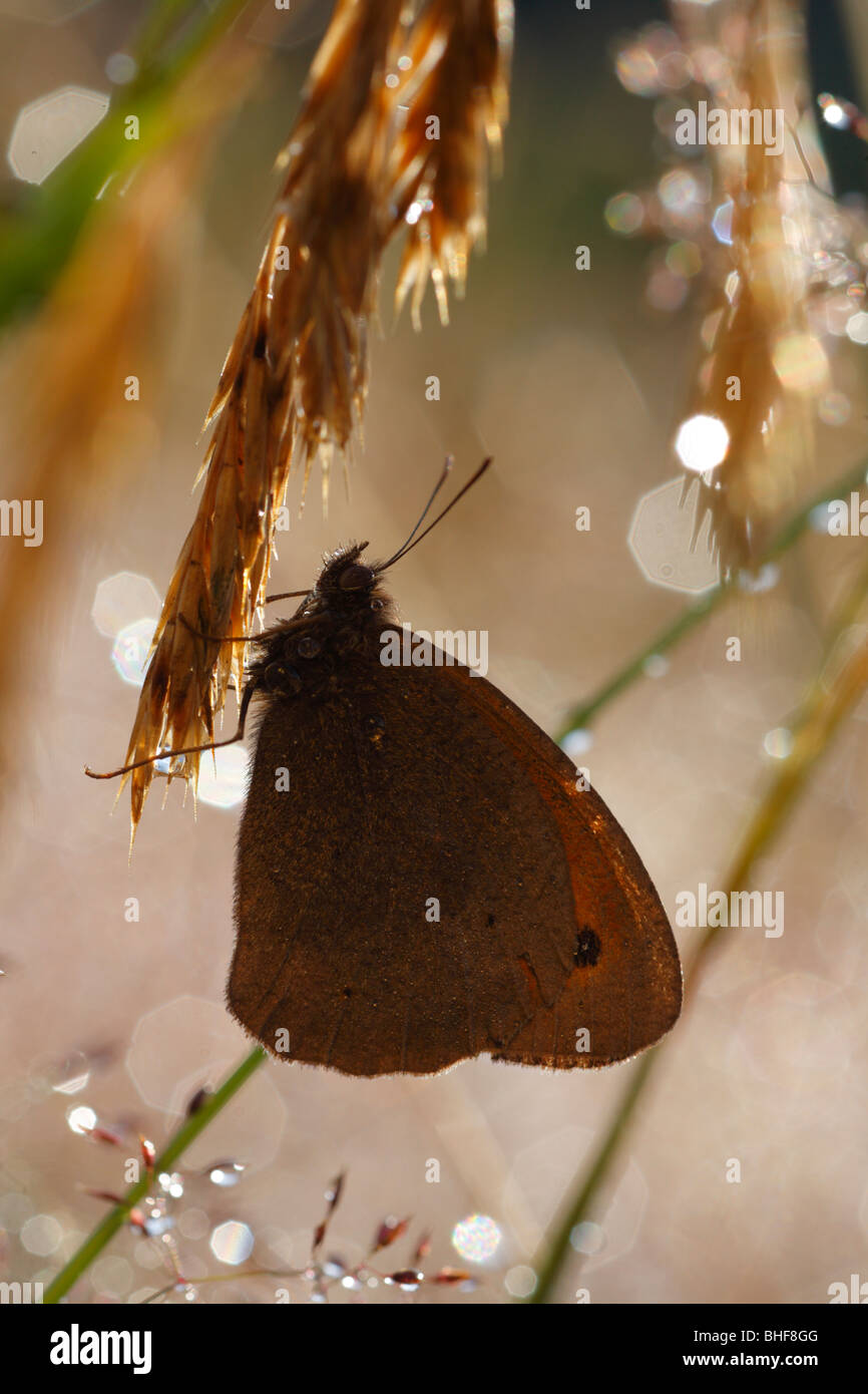 Meadow Brown butterfly (Maniola jurtina) roosting amongst grasses after overnight rain. Powys, Wales. Stock Photo