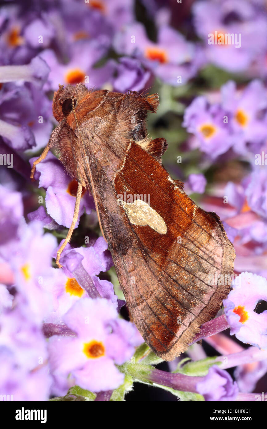 Gold Spangle moth (Autographa bractea) on Buddleia davidii. Powys, Wales. Stock Photo