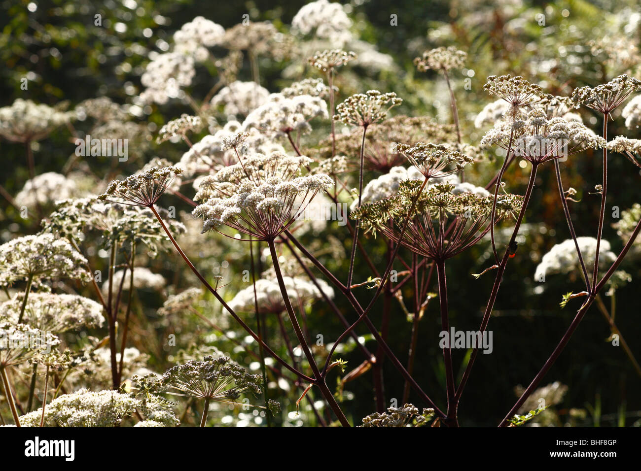 Flowers of Wild Angelica (Angelica sylvestris). Powys, Wales. Stock Photo