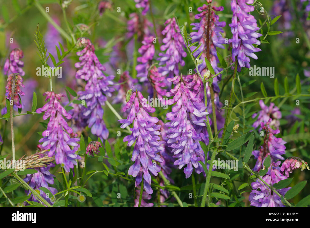 Flowers of Tufted Vetch (Vicia cracca). Powys, Wales. Stock Photo