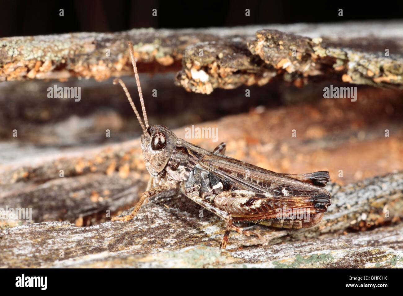 Male Mottled grasshopper (Myrmeleotettix maculatus) basking on a log. Powys, Wales. Stock Photo