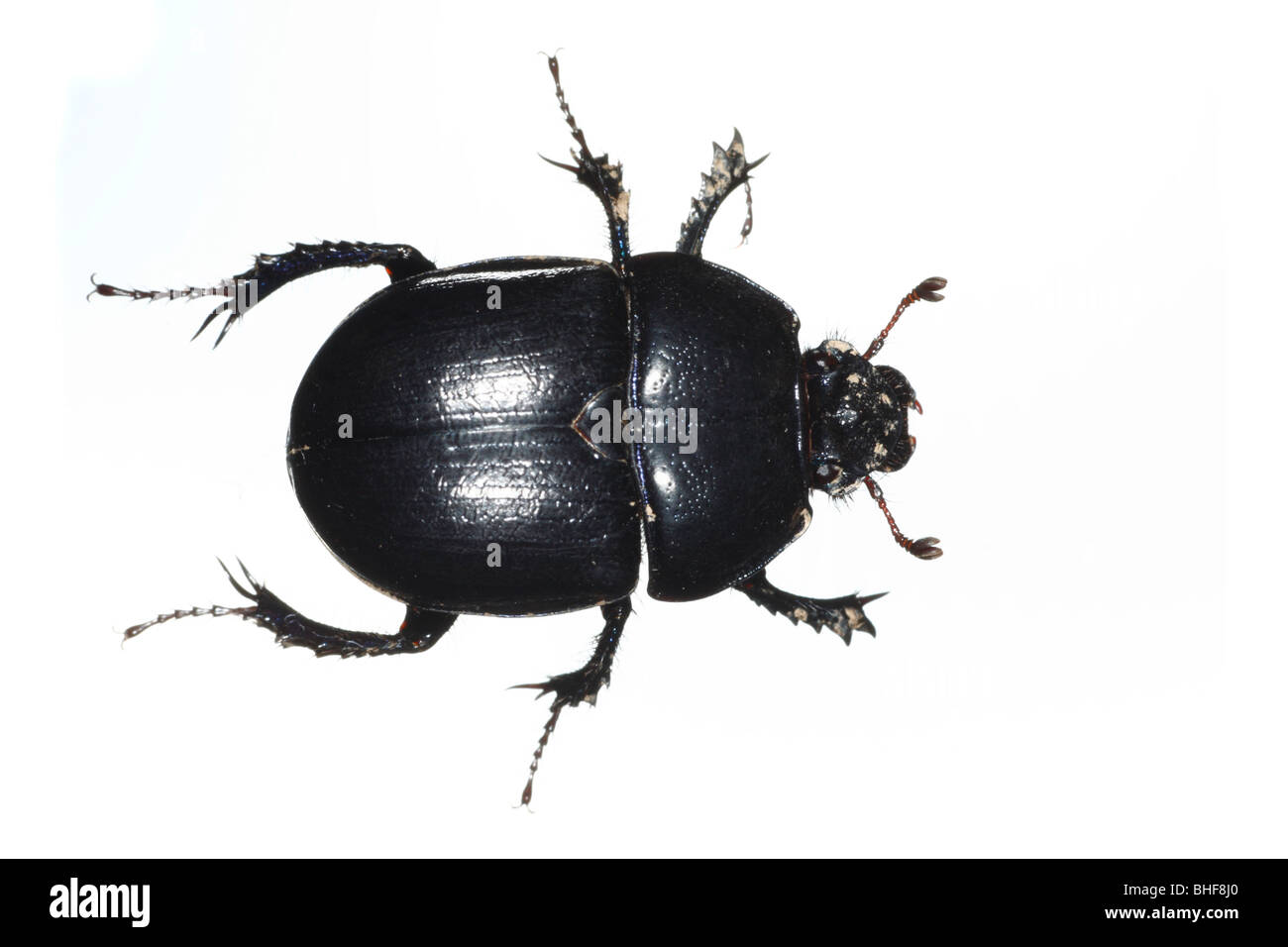 Dor Beetle (Geotrupes stercorarius). Live insect photographed against a white background on a portable studio. Stock Photo
