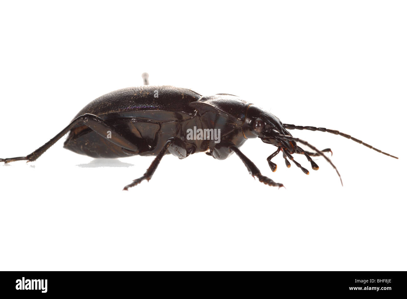 Violet Ground Beetle (Carabus violaceus). Live insect photographed against a white background on a portable studio. Stock Photo