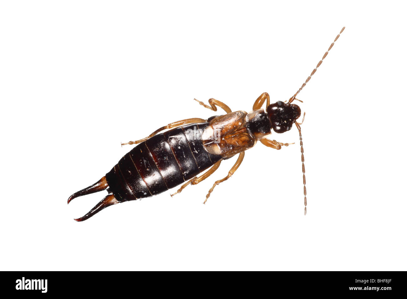 Female Common Earwig (Forficula auricularia). Live insect photographed against a white background on a portable studio. Stock Photo