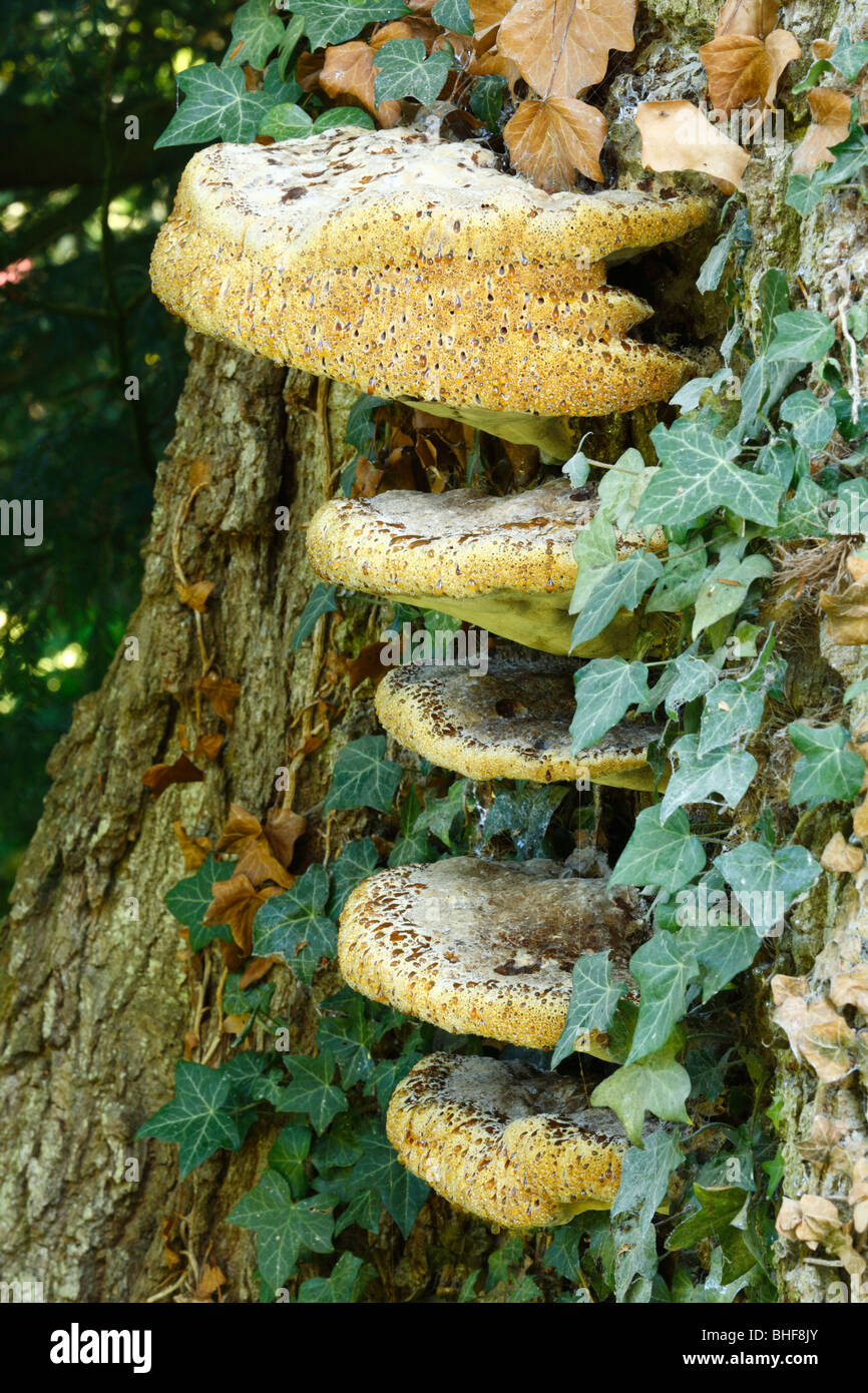 Teirs of Oak Bracket fungus (Inonotus dryadeus), on a large oak tree. Powys, Wales. Stock Photo