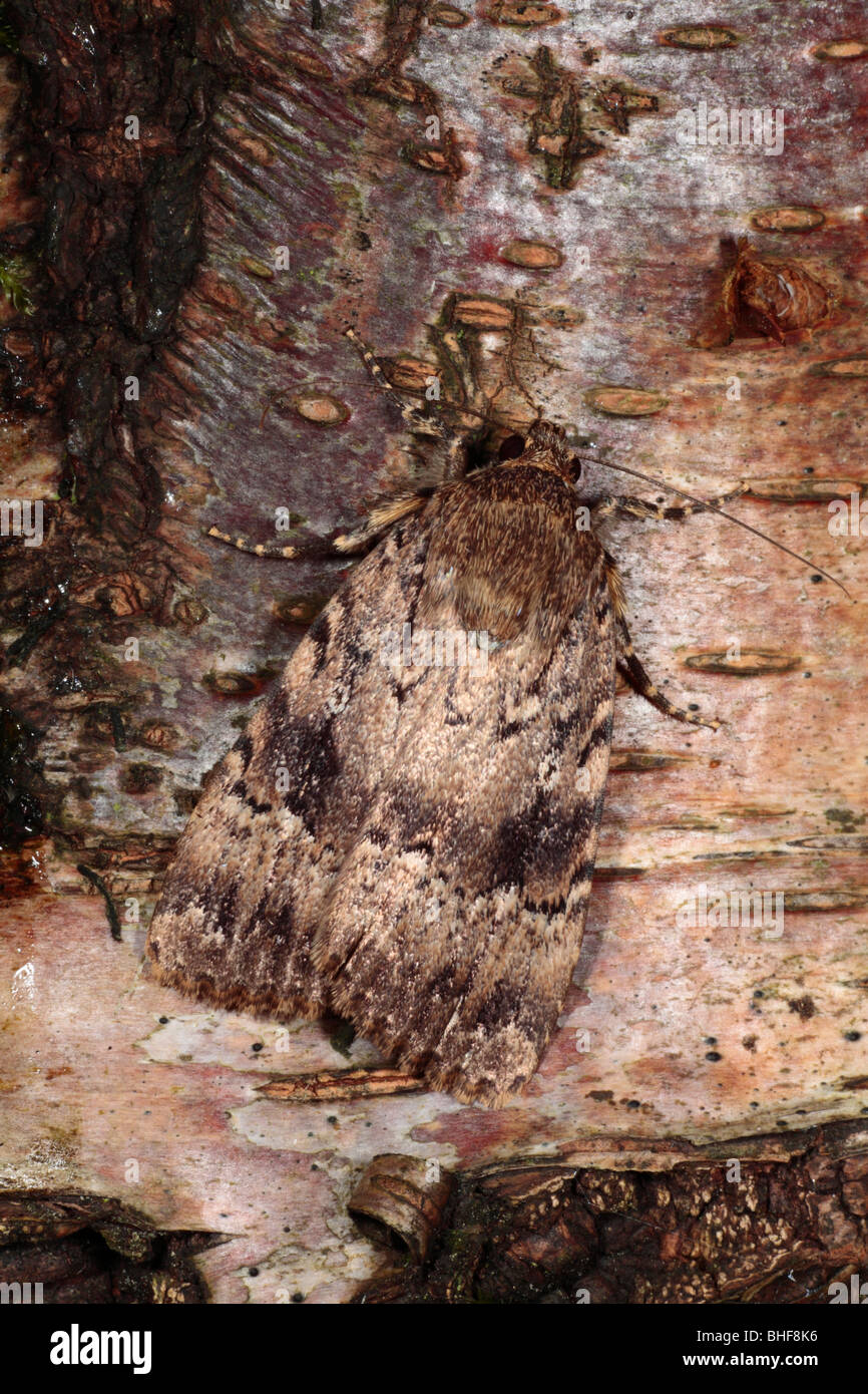 Copper Underwing moth (Amphipyra pyramidea) resting on the bark of a birch tree. Powys, Wales. Stock Photo
