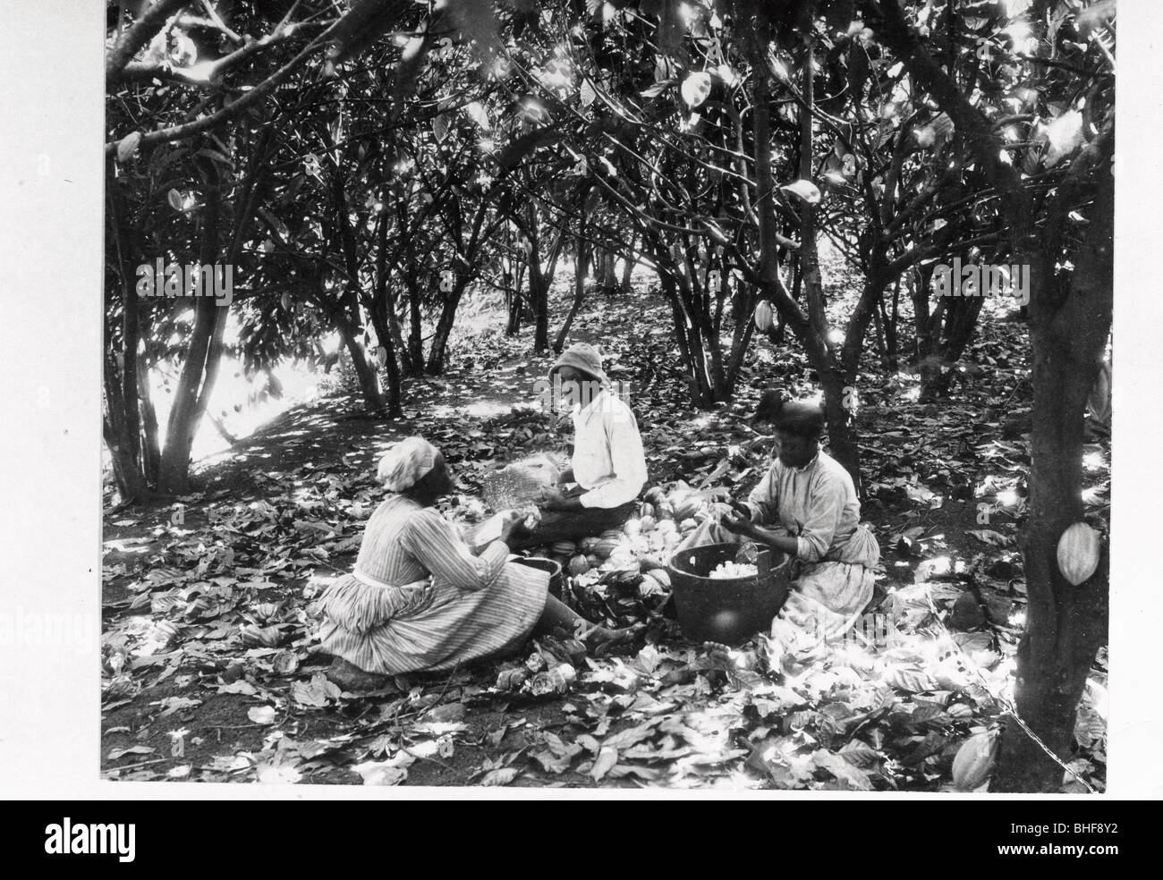Cocoa plantation grenada hires stock photography and images Alamy