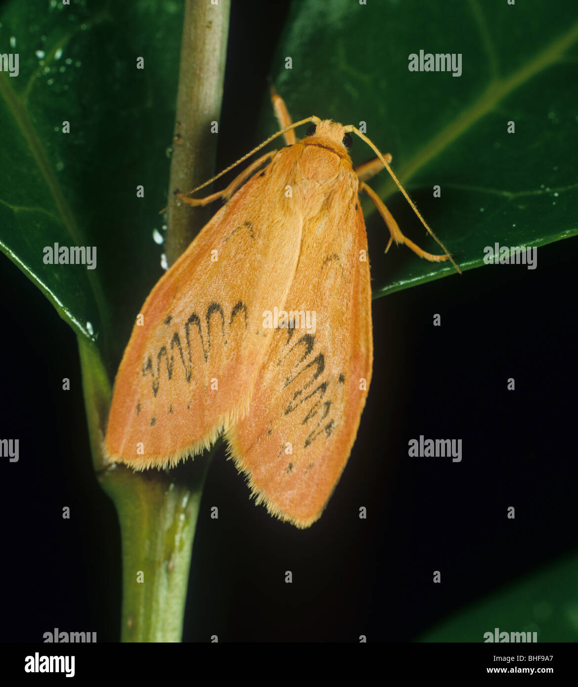 Rosy footman (Miltochrista miniata) moth Stock Photo