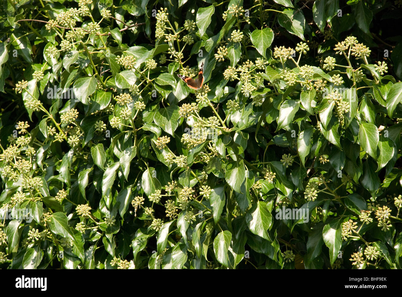Ivy in flower with red admiral and ladybird Stock Photo