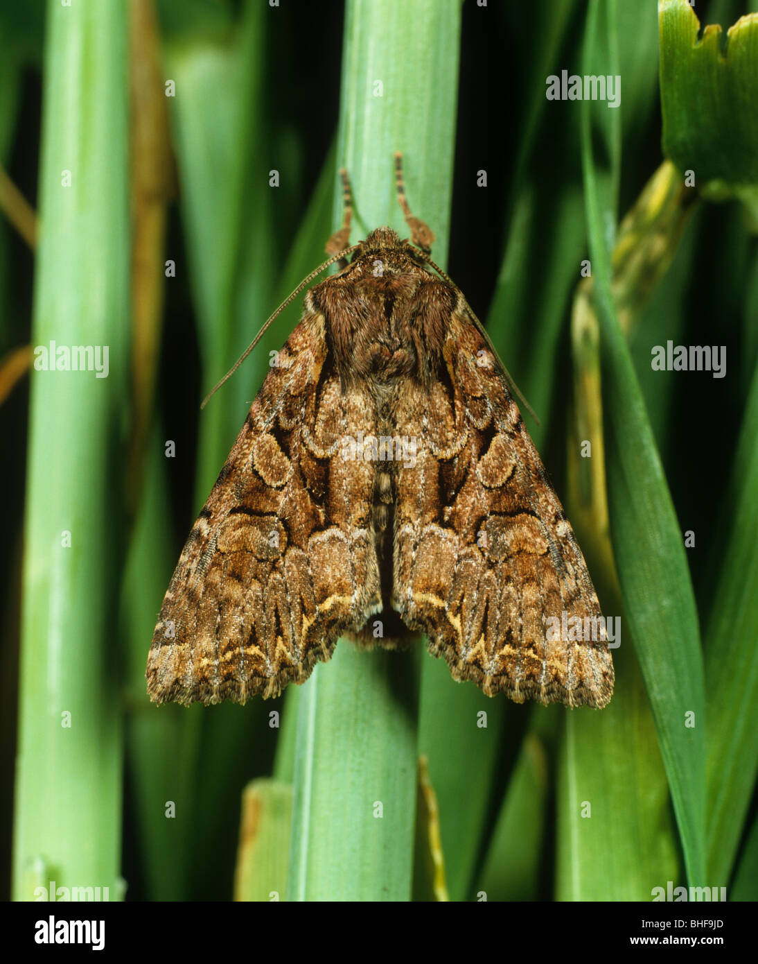 Broom moth (Ceramica pisi) adult Stock Photo