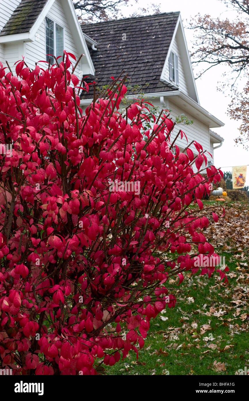 Burning Bush, Cork Bush, Winged Euonymus ( Euonymus alatus Stock Photo