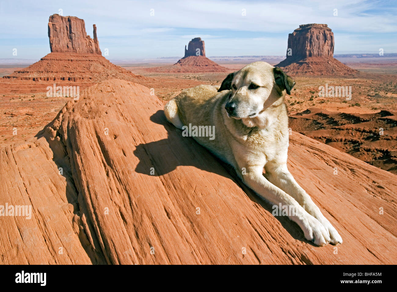 Dog lying on a rock in the Monument Valley, Anatolian Shepherd, Kangal