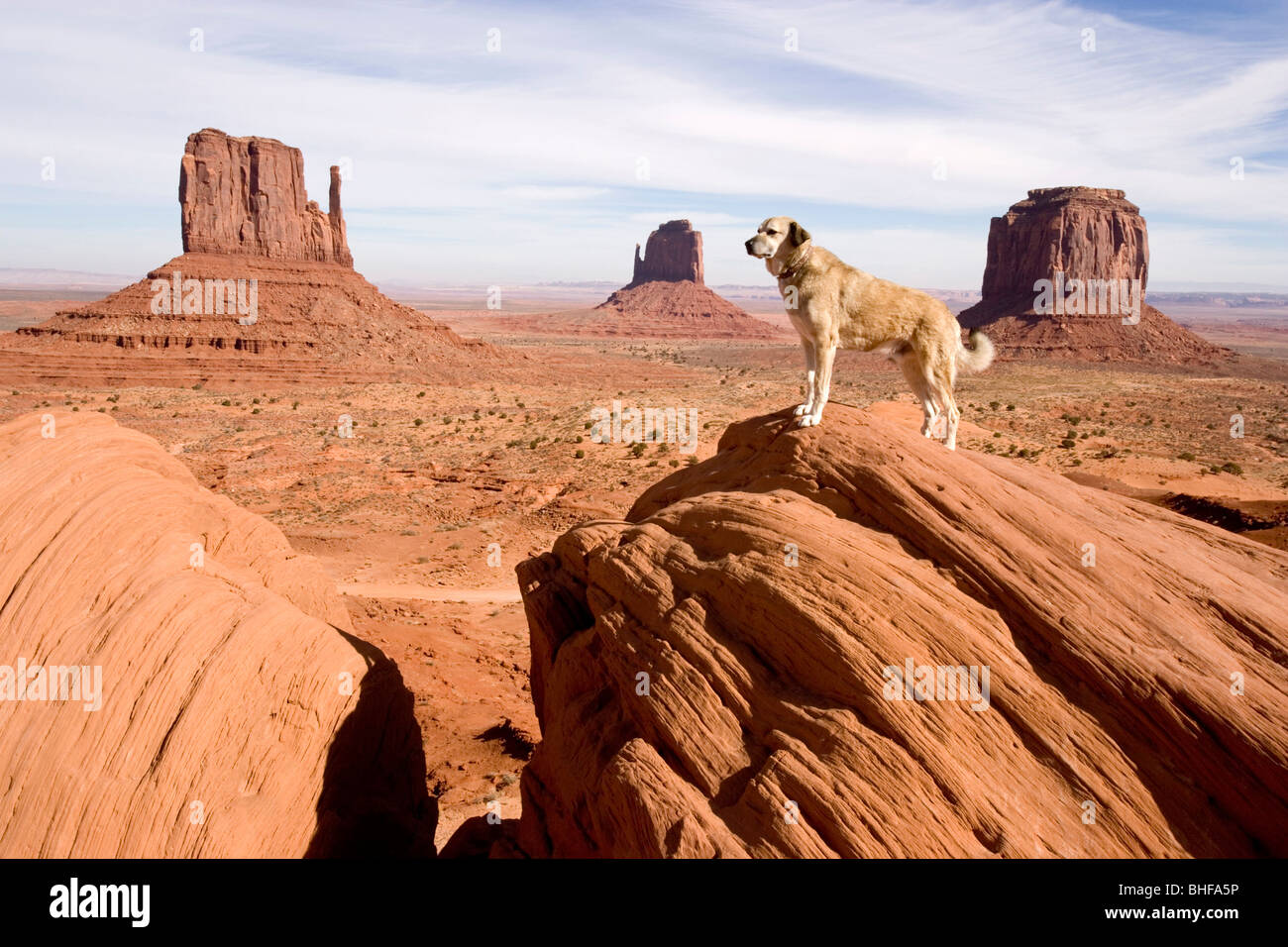 Dog standing on a rock in the Monument Valley, Anatolian Shepherd