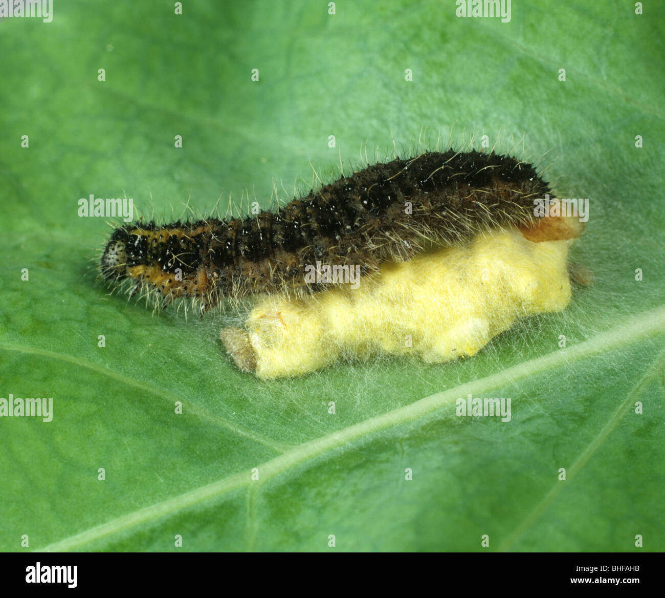 Parasitic wasp pupal cocoons on large white butterfly caterpillar host Stock Photo