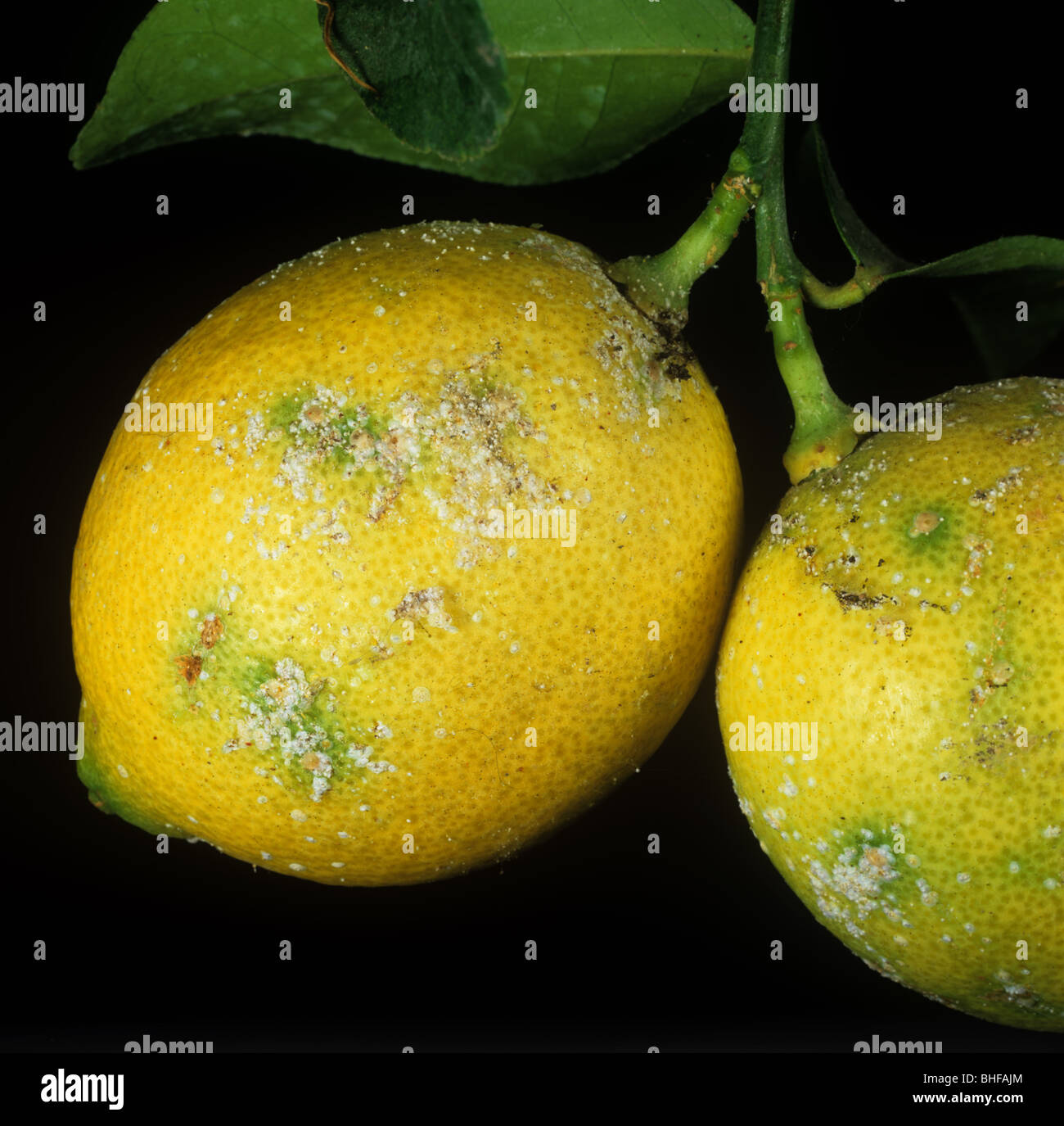 Yellow scale insect (Aonidiella citrina) on lemon fruit Stock Photo