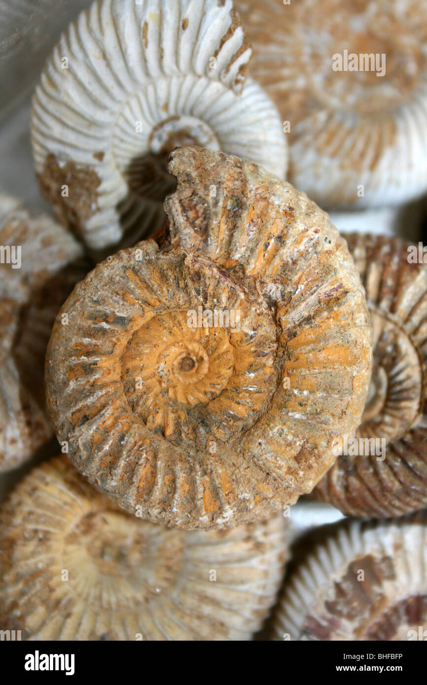 Ammonite Stock Photo
