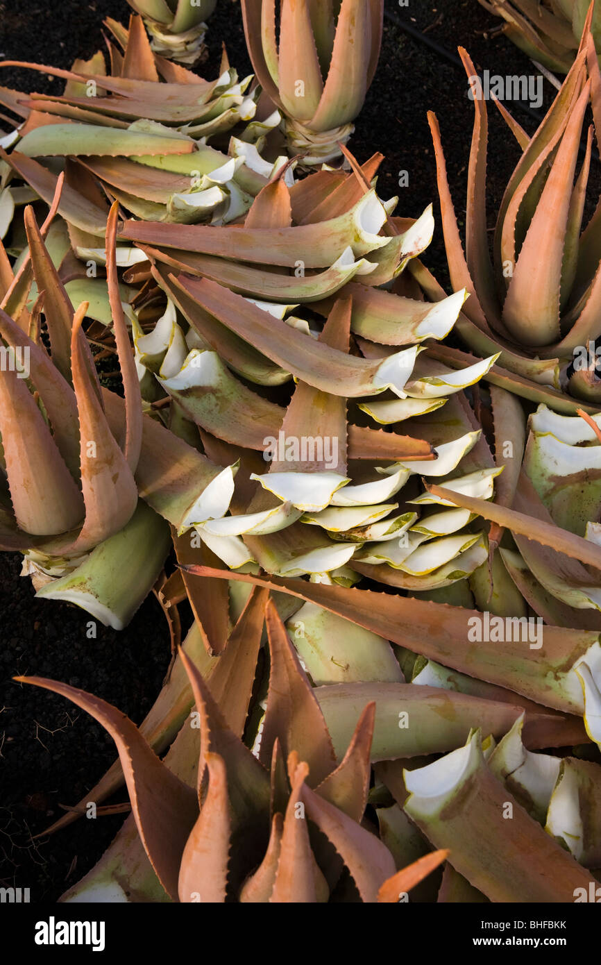 Cut down Aloe vera on a field, Valles de Ortega, Fuerteventura, Canary Islands, Spain, Europe Stock Photo