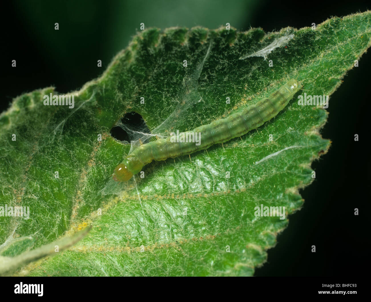 Summer fruit tortrix (Adoxophyes orana) caterpillar in an apple leaf fold Stock Photo