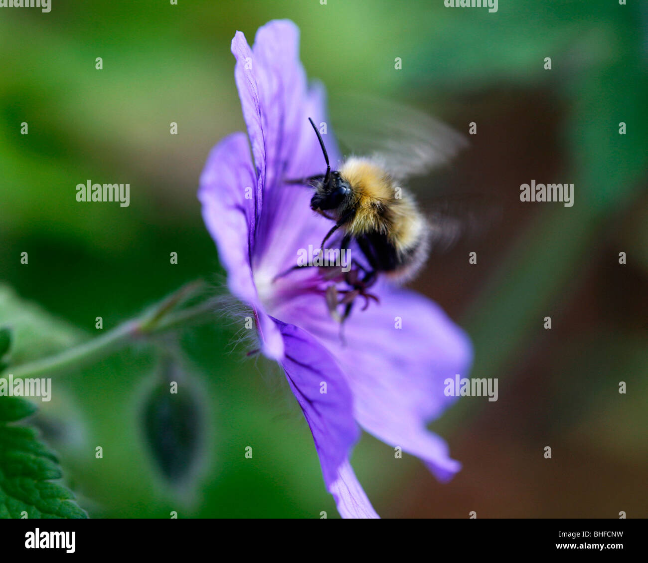 Bee buzzing on flower Stock Photo Alamy