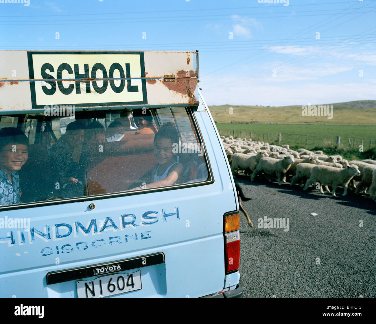 Maori children in a school bus in traffic jam, flock of sheep on highway 35, North Island, New Zealand Stock Photo