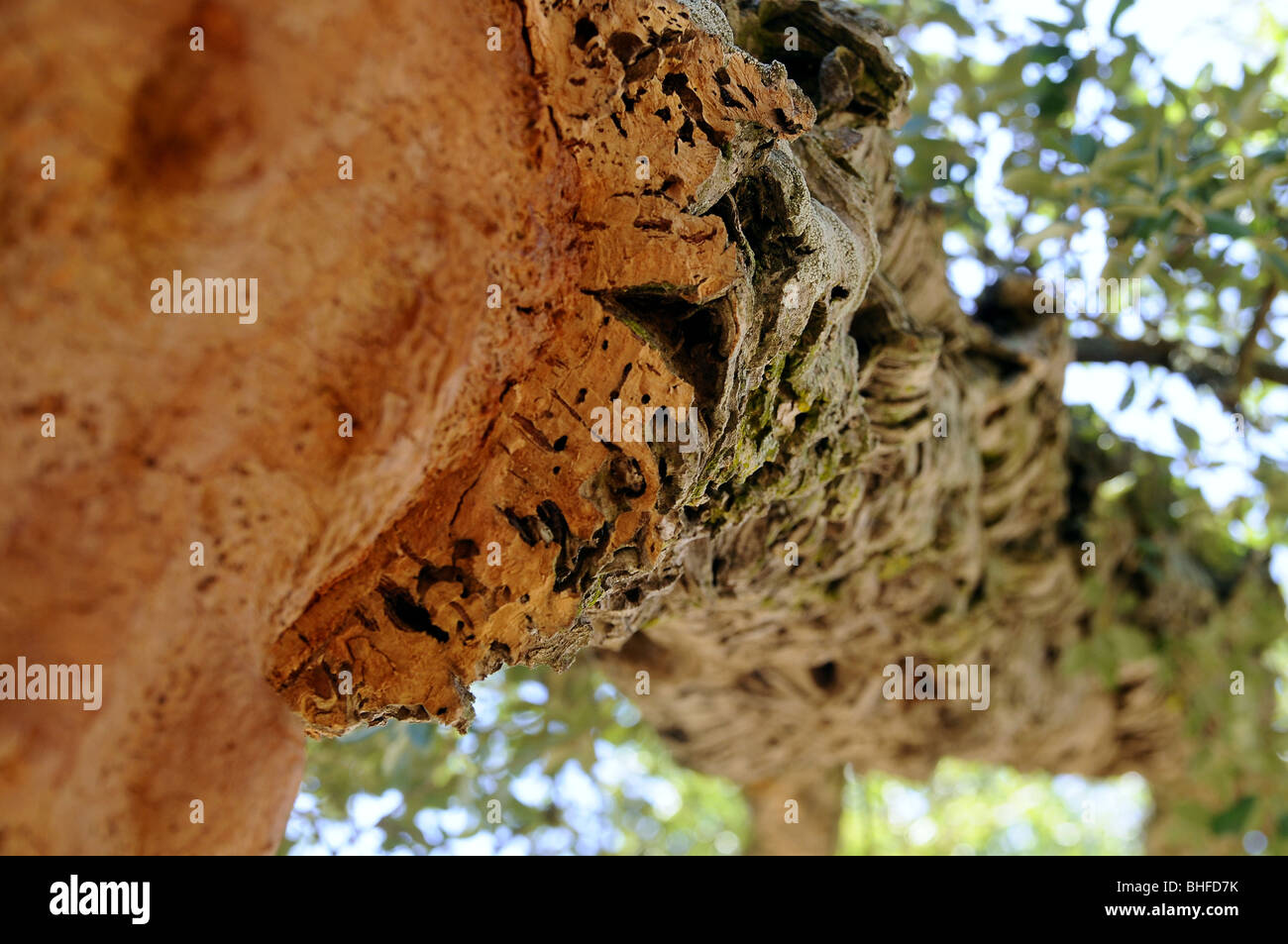 Trunk of a cut cork oak in the sunlight, North Sardinia, Italy, Europe Stock Photo
