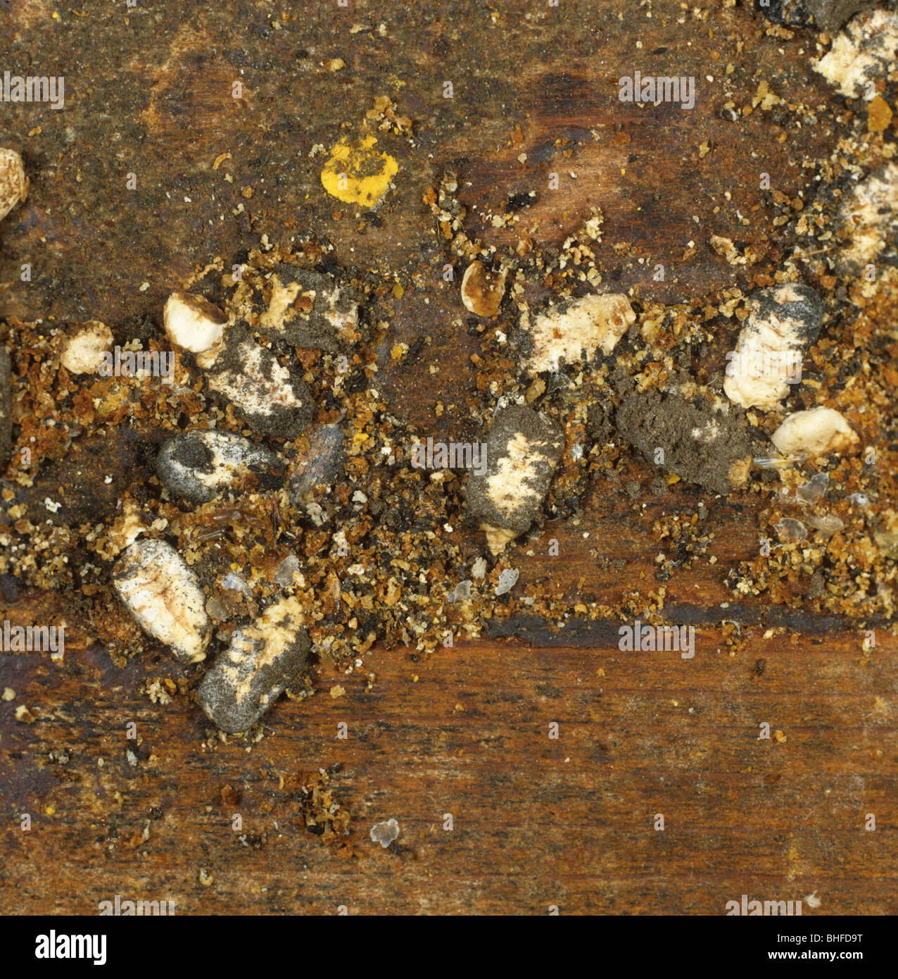 Chalk brood mummies and wax moth larvae among honey bee hive debris Stock Photo