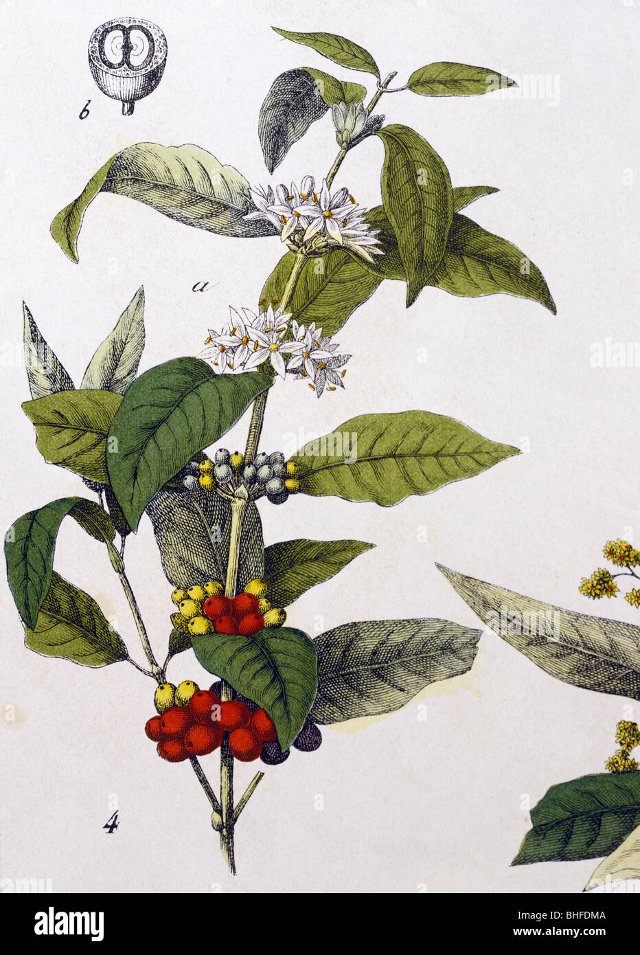 botany, Coffea, Arabica coffee (Coffea arabica), twig with blossoms and fruits, from 'Naturgeschichte des Pflanzenreichs' (Natural history of the kingdom of plants), Esslingen, Germany, 1869, private collection, Stock Photo
