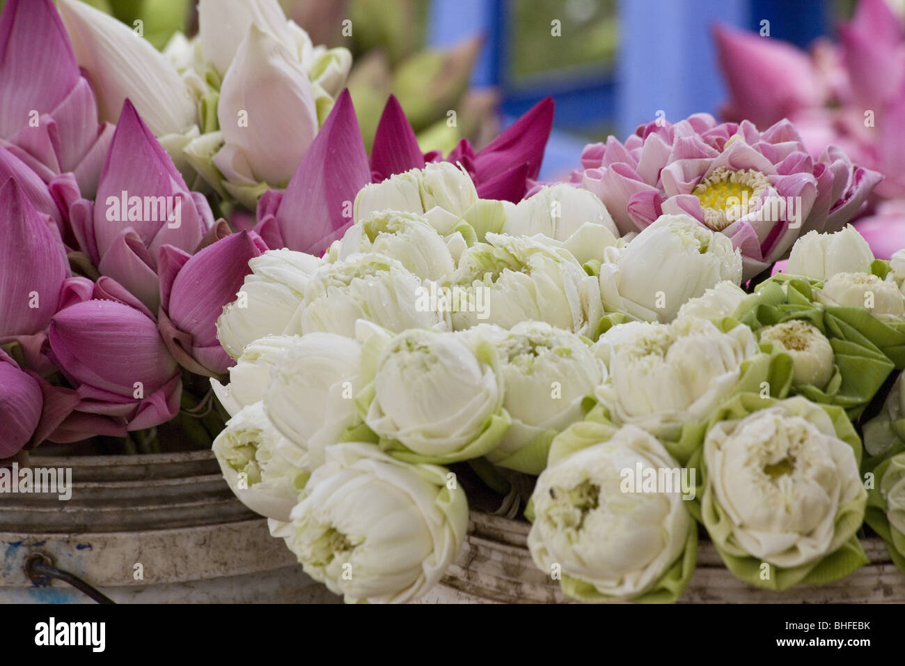 Lotus flowers on a market in Phnom Penh, Cambodia, Asia Stock Photo Alamy