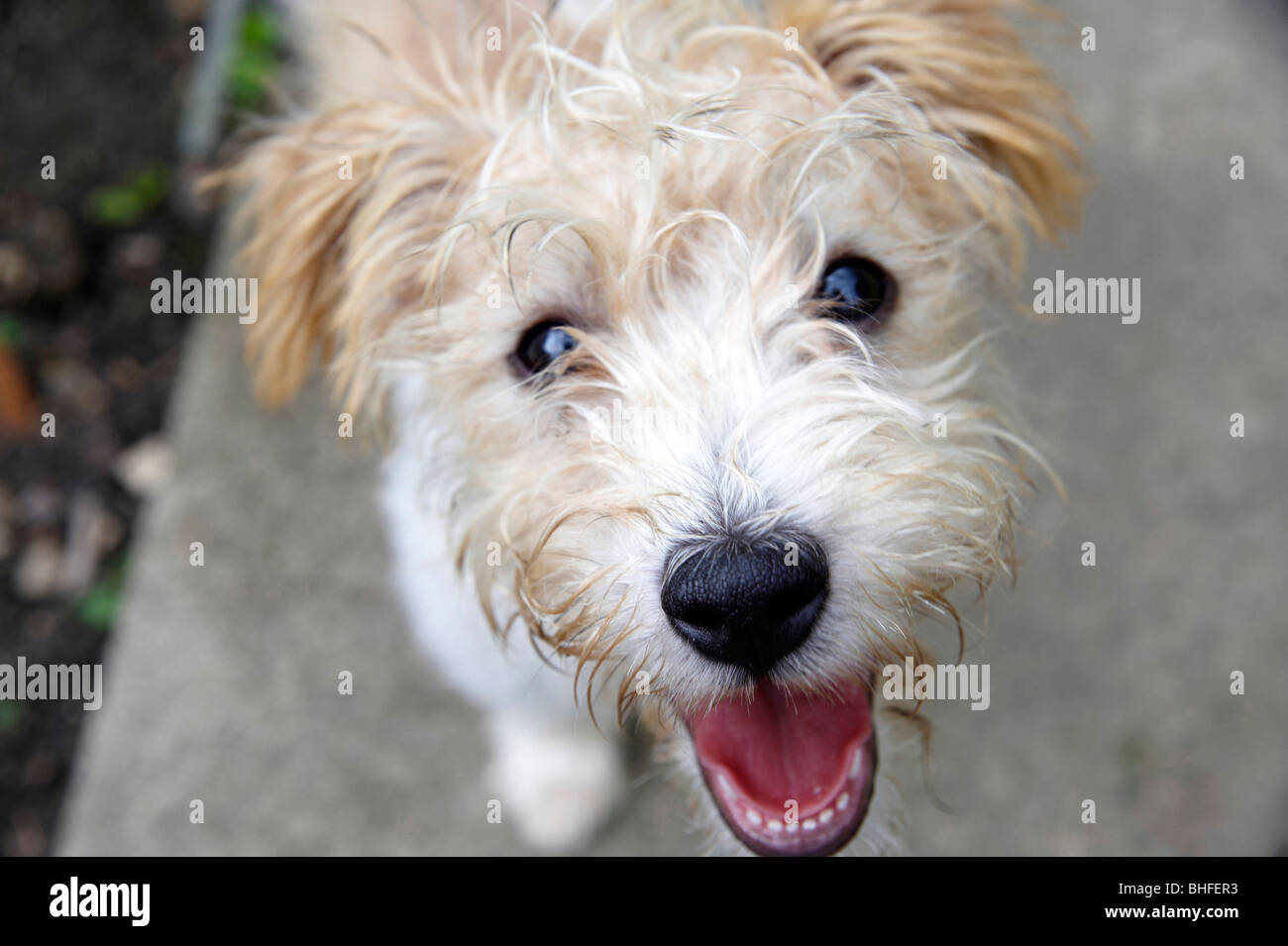 Naughty Dog, Spike the wire haired Jack Russel, UK Stock Photo