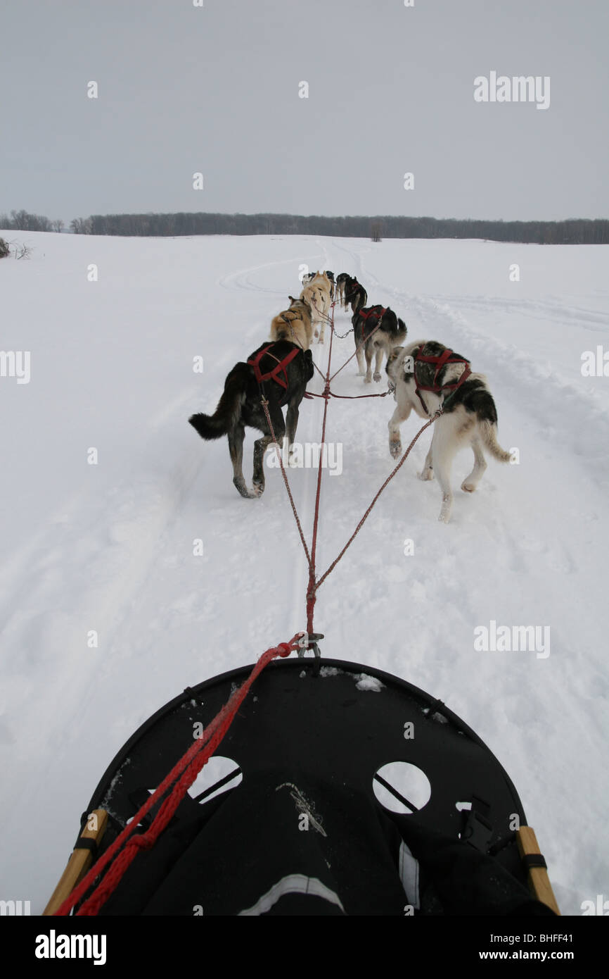 A team of sled dogs pulling a sled through the snow, as seen from the ...