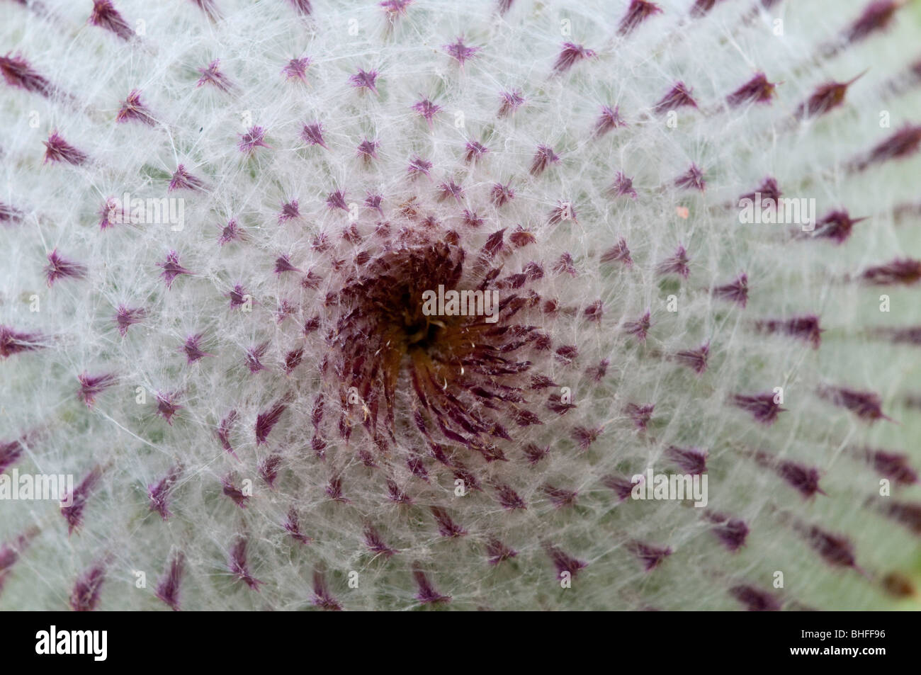 Woolly Thistle (Cirsium eriophorum), flower bud Stock Photo