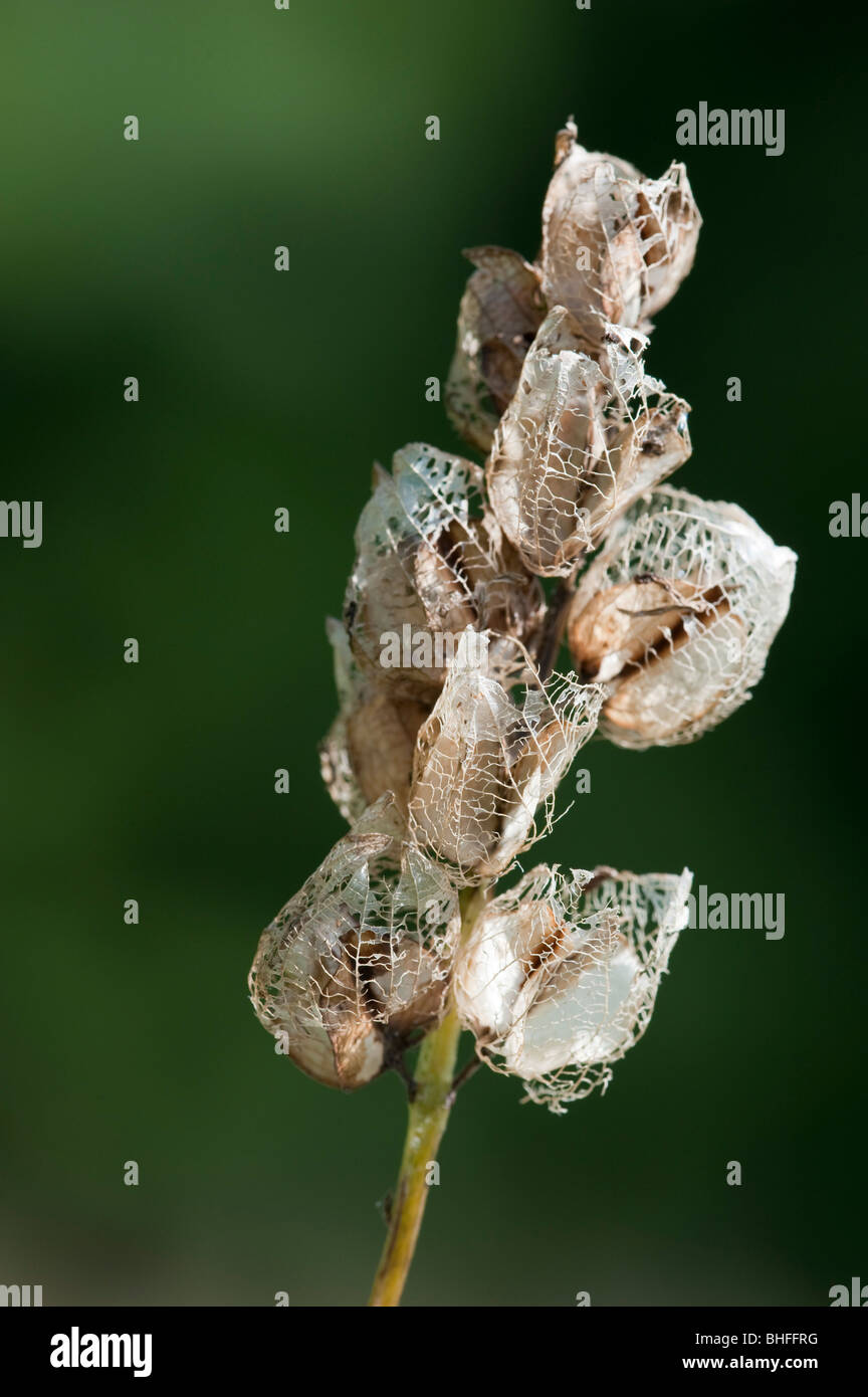Yellow Rattle (Rhinanthus minor), seed head Stock Photo - Alamy