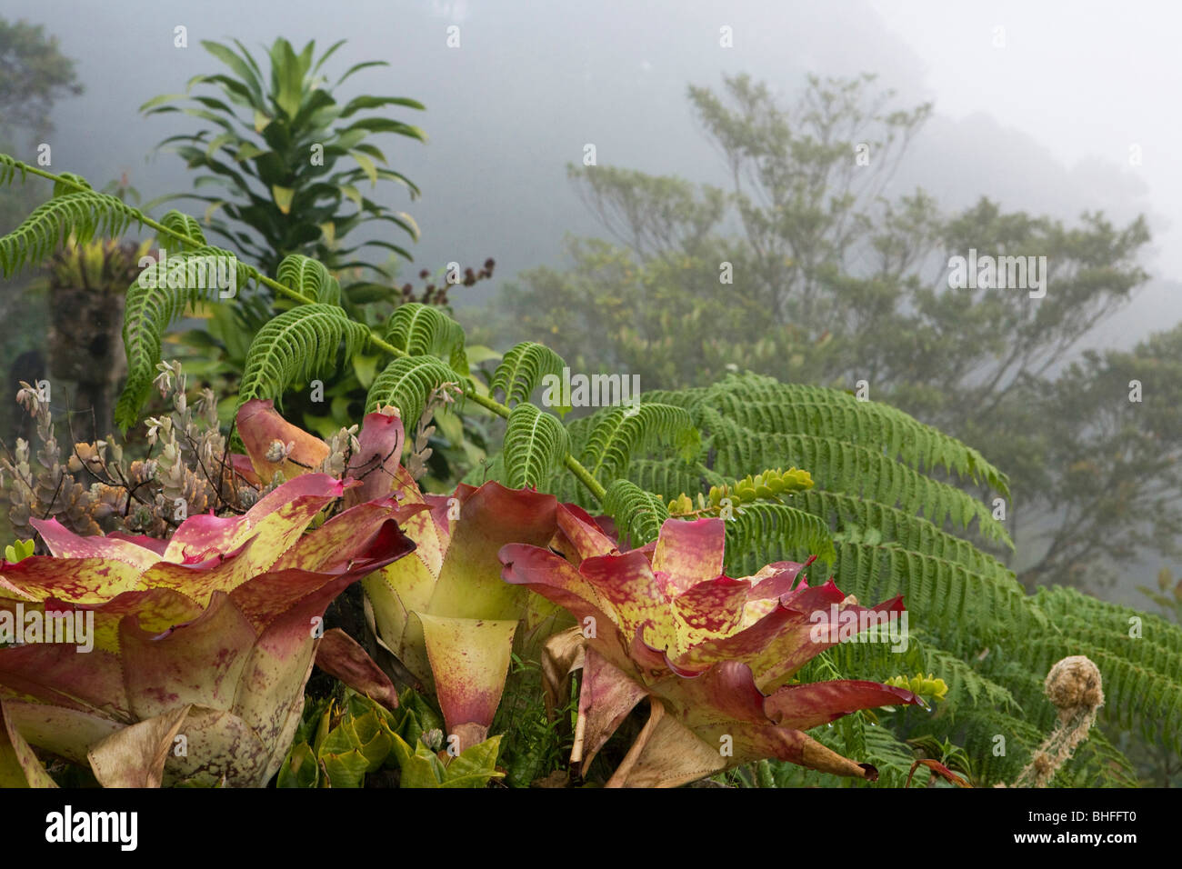 Close-up of bromelias at a mountainside in the fog, Banaue, Luzon, Philippines, Asia Stock Photo