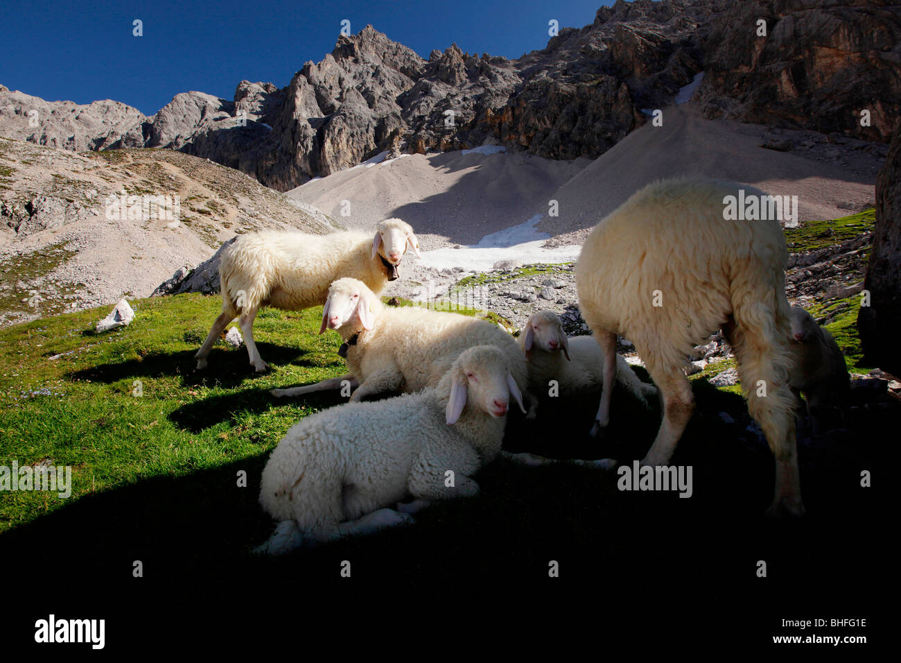 Sheep on pasture, Upper Rein Valley, near Garmisch, Bavaria, Germany Stock Photo