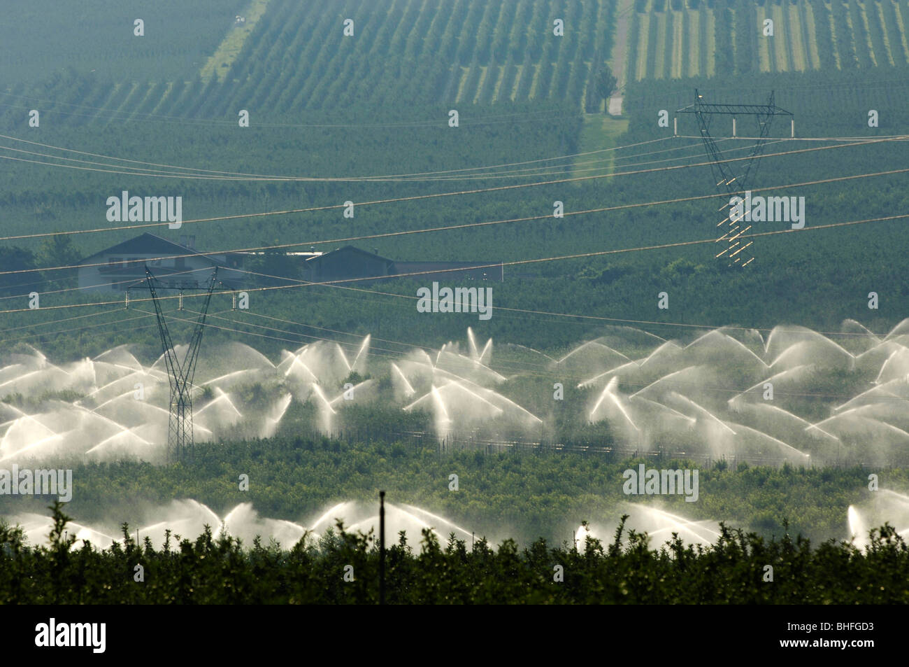 Watering system for the apple orchards, Fruit growing, Agriculture