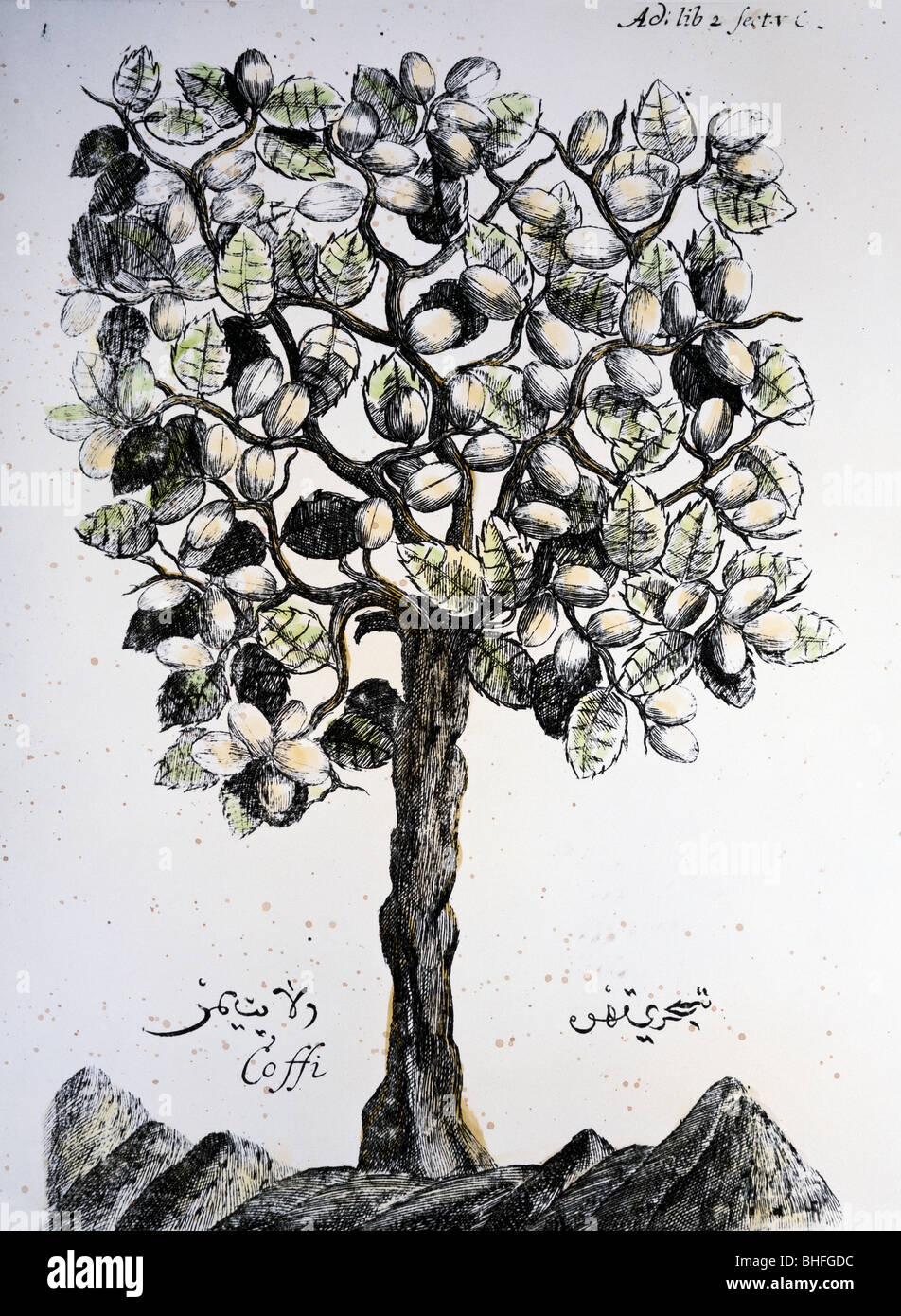 botany, Coffea, Arabica coffee (Coffea arabica), as tree, from 'Museum museorum', by Michael Bernhard Valentini, Fankfurt on the Main, Germany, 1714, private collection, Stock Photo