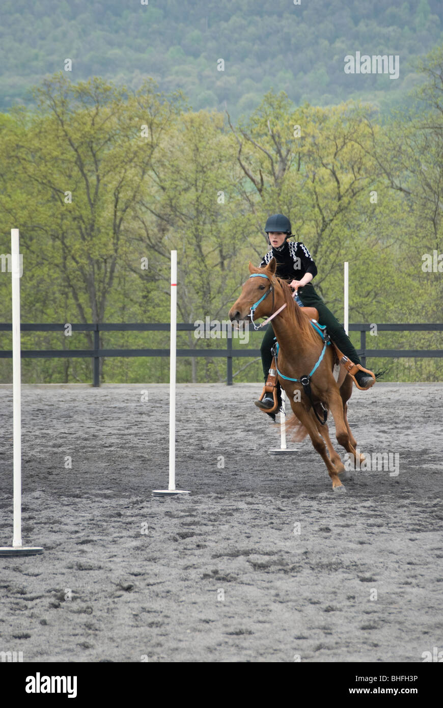 Stock photo of intent and focused teenage girl riding her horse in a pole bending competition. Stock Photo