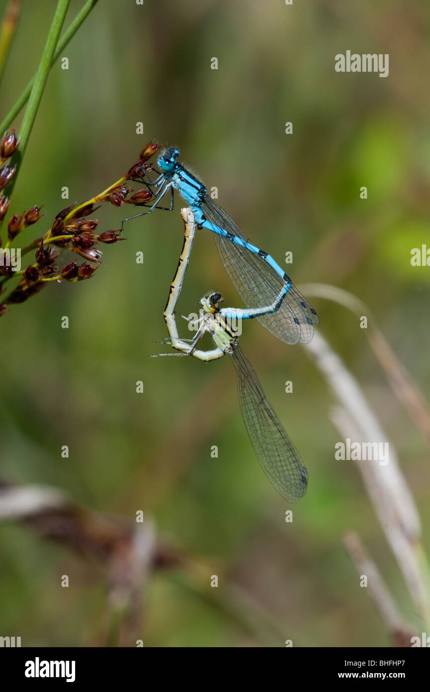 Common Blue damselfly (Enallagma cyanthigerum), mating pair Stock Photo ...