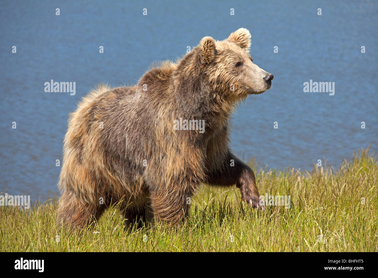 Brown bear ursus arctos walking on a meadow hi-res stock photography ...