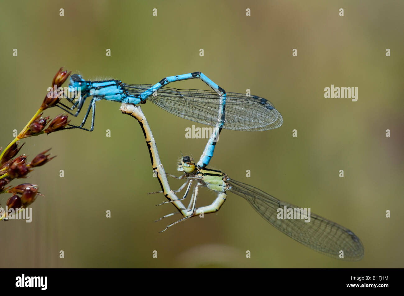 Common Blue damselfly (Enallagma cyanthigerum), mating pair Stock Photo ...