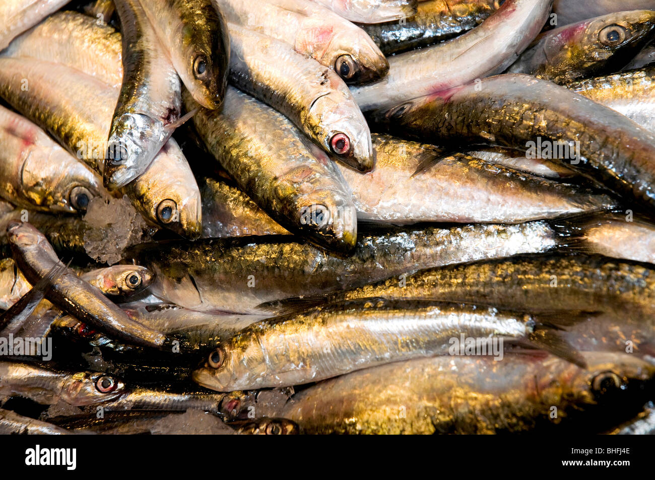 Sardina hires stock photography and images Alamy