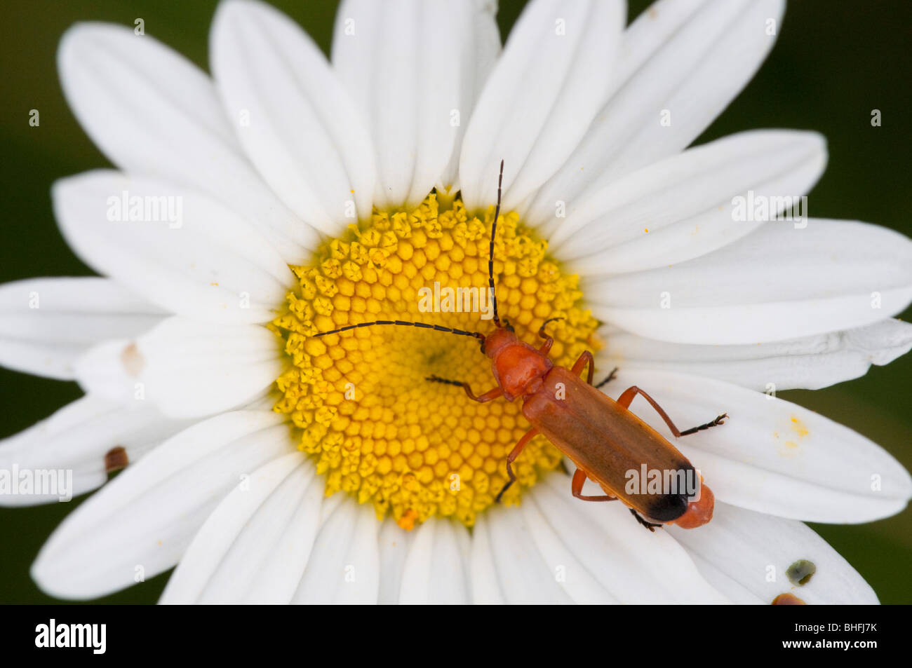Soldier Beetle (Cantharis rustica), on Ox-ey Daisy Stock Photo