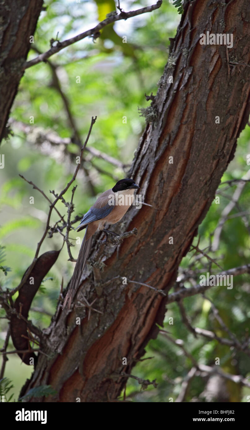 Azure Winged Magpie Cyanopica cyana in Woodland Habitat Monfrague National Park Spain Stock Photo